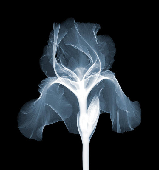 Iris Dutch Chocolate-Photographic Print-Nick Veasey-Sorrel Sky Gallery