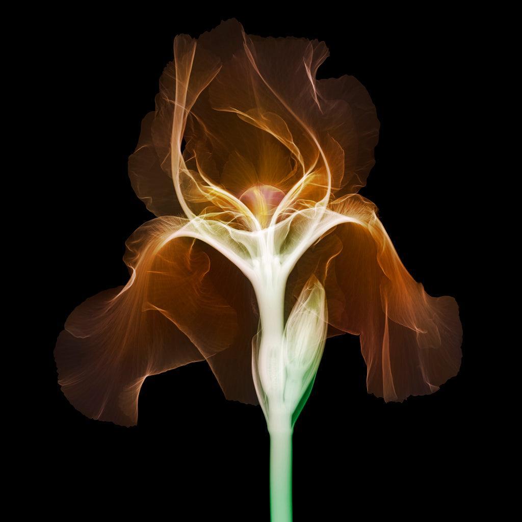 Iris Dutch Chocolate-Photographic Print-Nick Veasey-Sorrel Sky Gallery