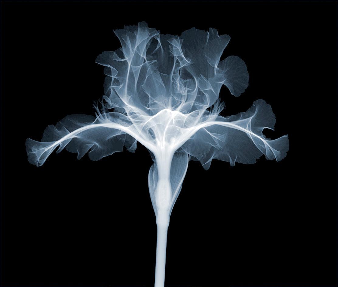 Iris Enlarged-Photographic Print-Nick Veasey-Sorrel Sky Gallery
