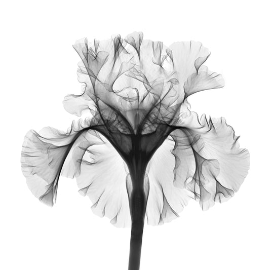 Iris Silverado RH-Photographic Print-Nick Veasey-Sorrel Sky Gallery