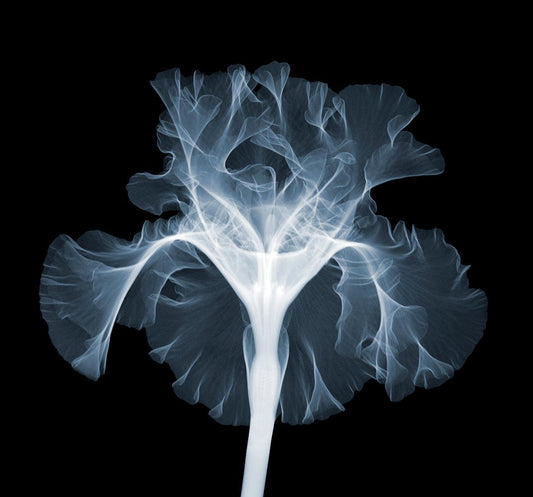 Iris Silverado-Photographic Print-Nick Veasey-Sorrel Sky Gallery