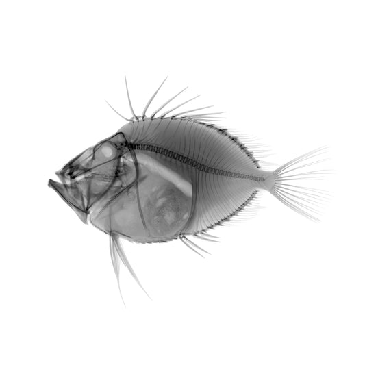 John Dory-Photographic Print-Nick Veasey-Sorrel Sky Gallery