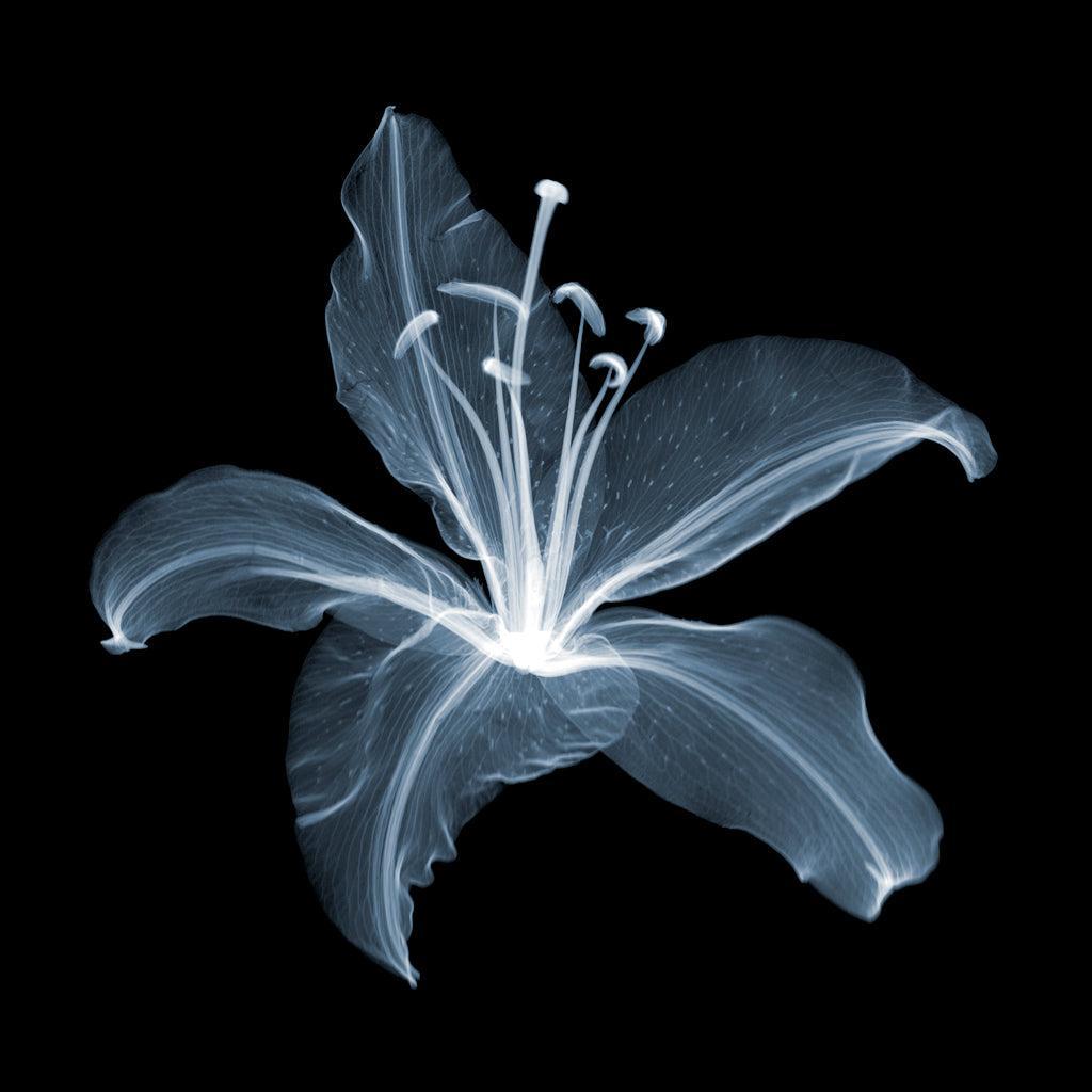 Lily A-Photographic Print-Nick Veasey-Sorrel Sky Gallery