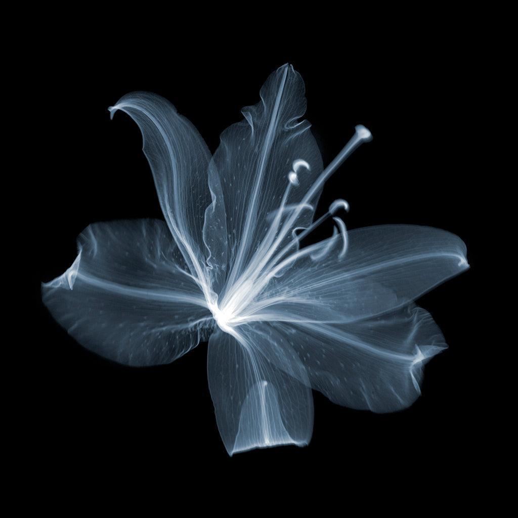Lily B-Photographic Print-Nick Veasey-Sorrel Sky Gallery