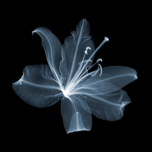 Lily B-Photographic Print-Nick Veasey-Sorrel Sky Gallery