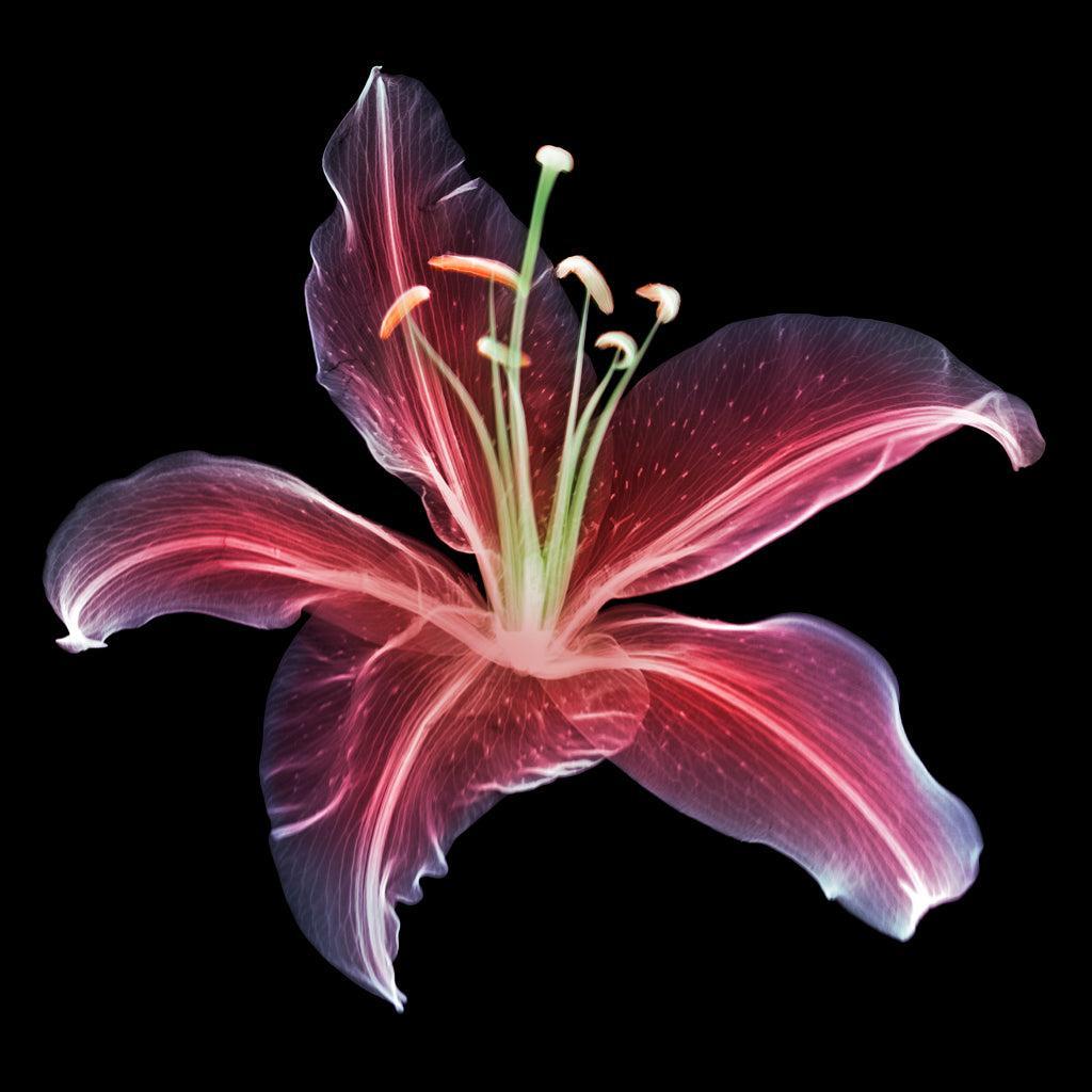 Lily Black-Photographic Print-Nick Veasey-Sorrel Sky Gallery