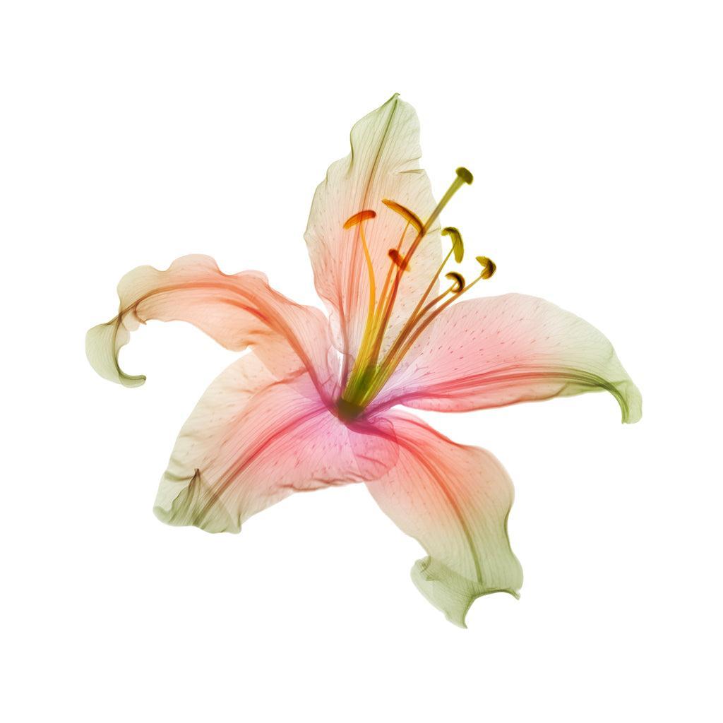 Lily-Photographic Print-Nick Veasey-Sorrel Sky Gallery
