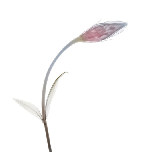 Lisianthus Single-Photographic Print-Nick Veasey-Sorrel Sky Gallery