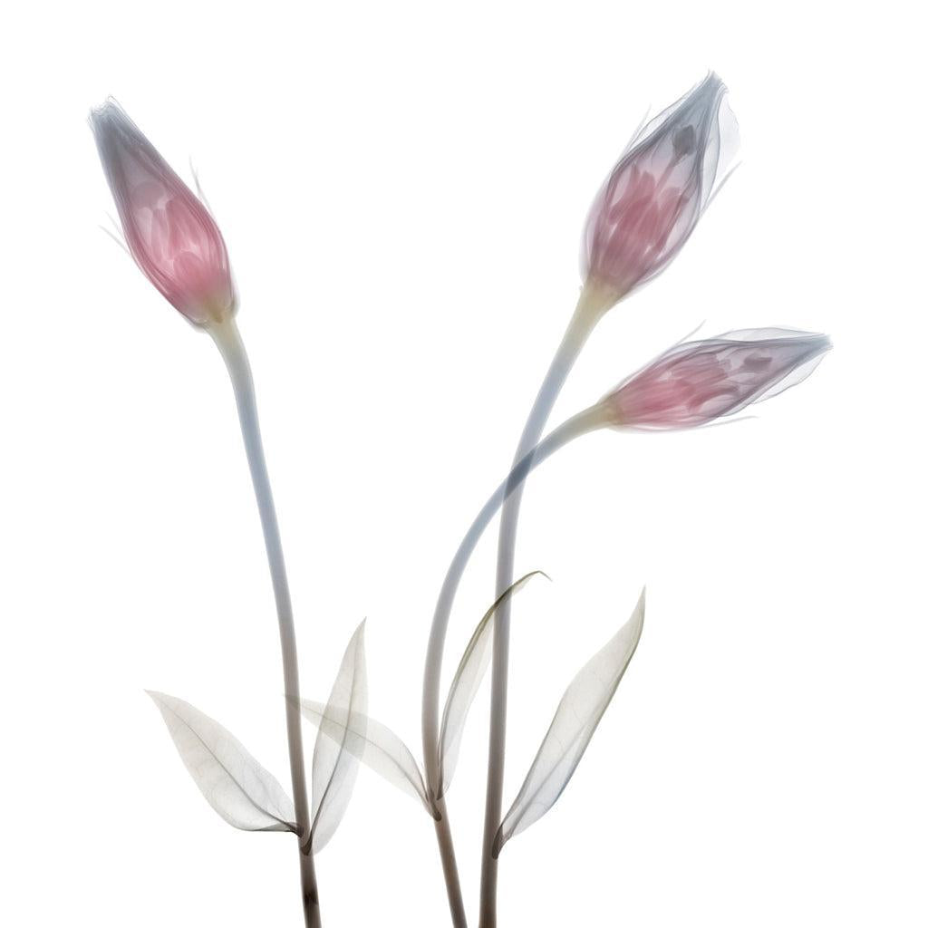 Lisianthus Three-Photographic Print-Nick Veasey-Sorrel Sky Gallery