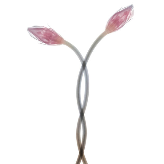 Lisianthus Twist-Photographic Print-Nick Veasey-Sorrel Sky Gallery