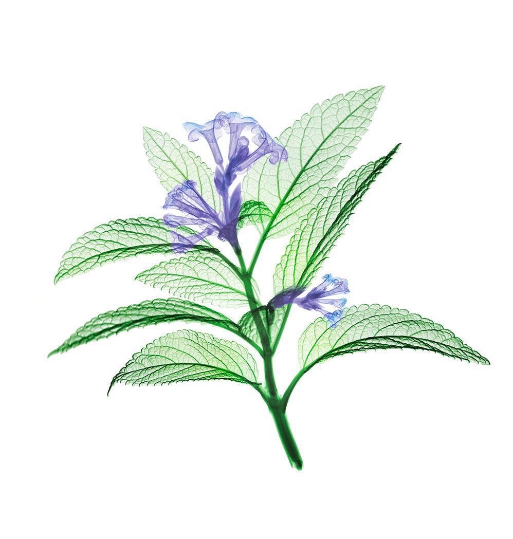 Litsee-Photographic Print-Nick Veasey-Sorrel Sky Gallery