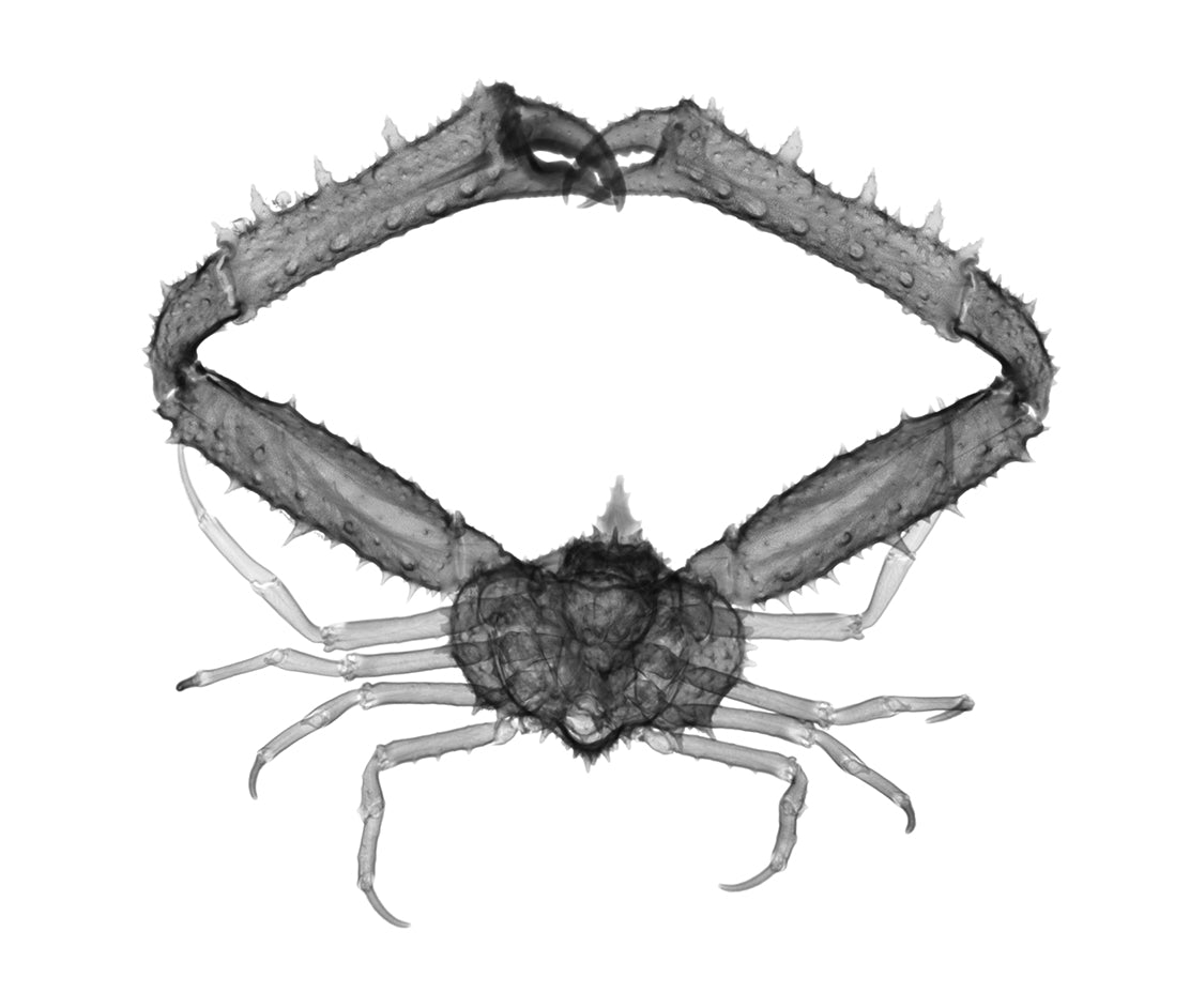 Long Armed Crab-Photographic Print-Nick Veasey-Sorrel Sky Gallery