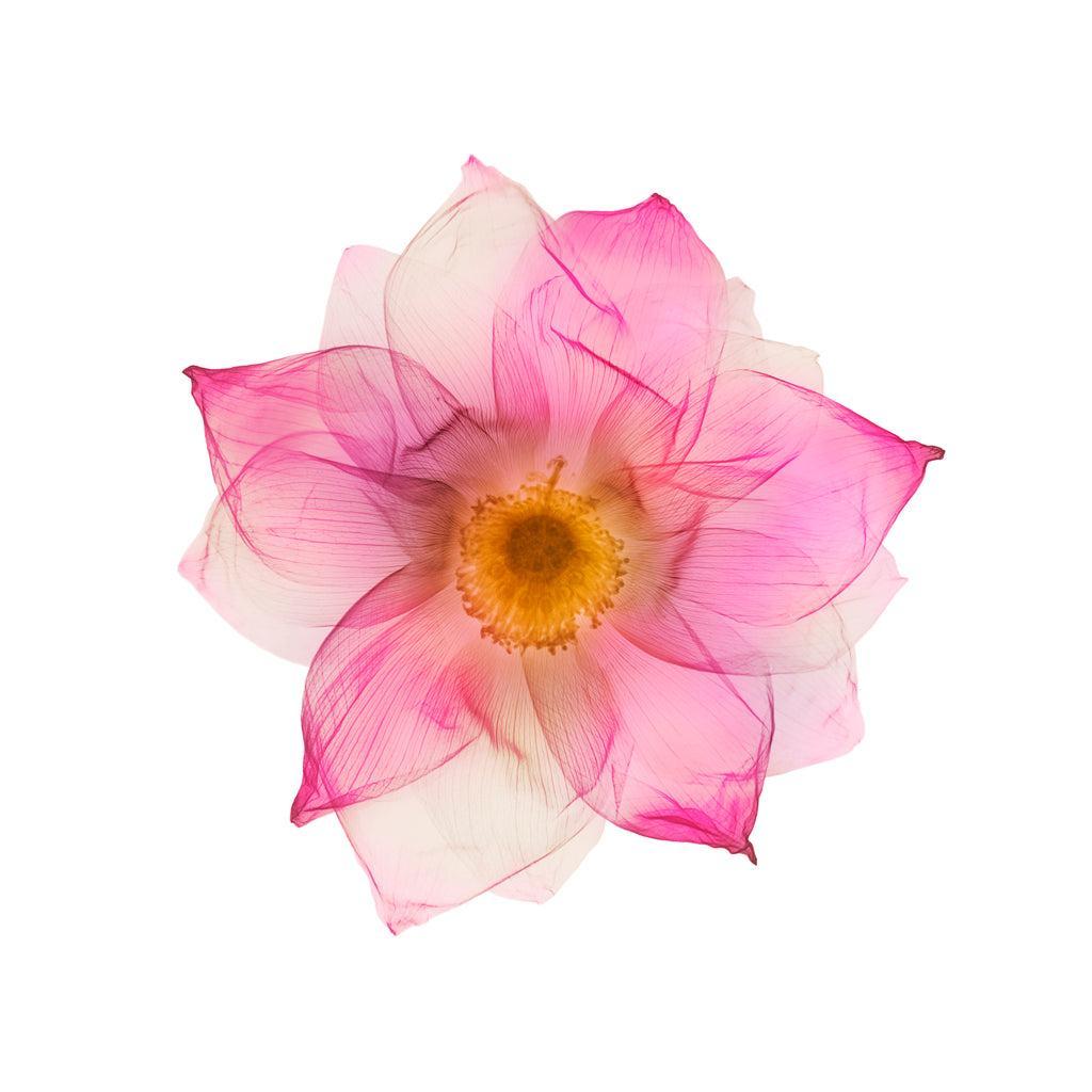 Lotus-Photographic Print-Nick Veasey-Sorrel Sky Gallery