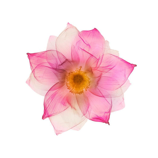 Lotus-Photographic Print-Nick Veasey-Sorrel Sky Gallery