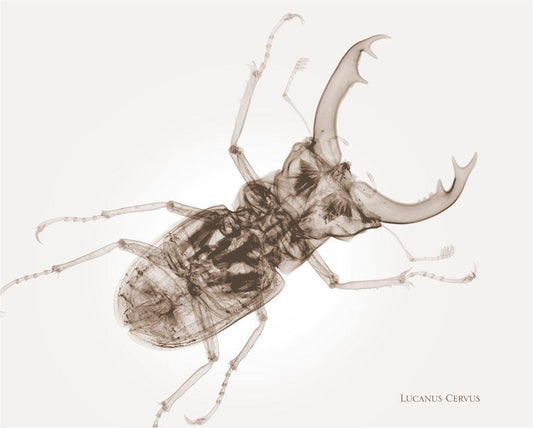 Lucanus Cervus-Photographic Print-Nick Veasey-Sorrel Sky Gallery