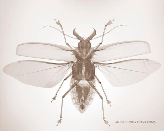 Macrodontia Cervicornis-Photographic Print-Nick Veasey-Sorrel Sky Gallery