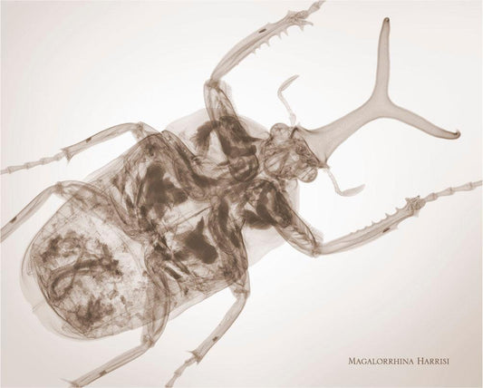 Magalorrhina Harrisi-Photographic Print-Nick Veasey-Sorrel Sky Gallery