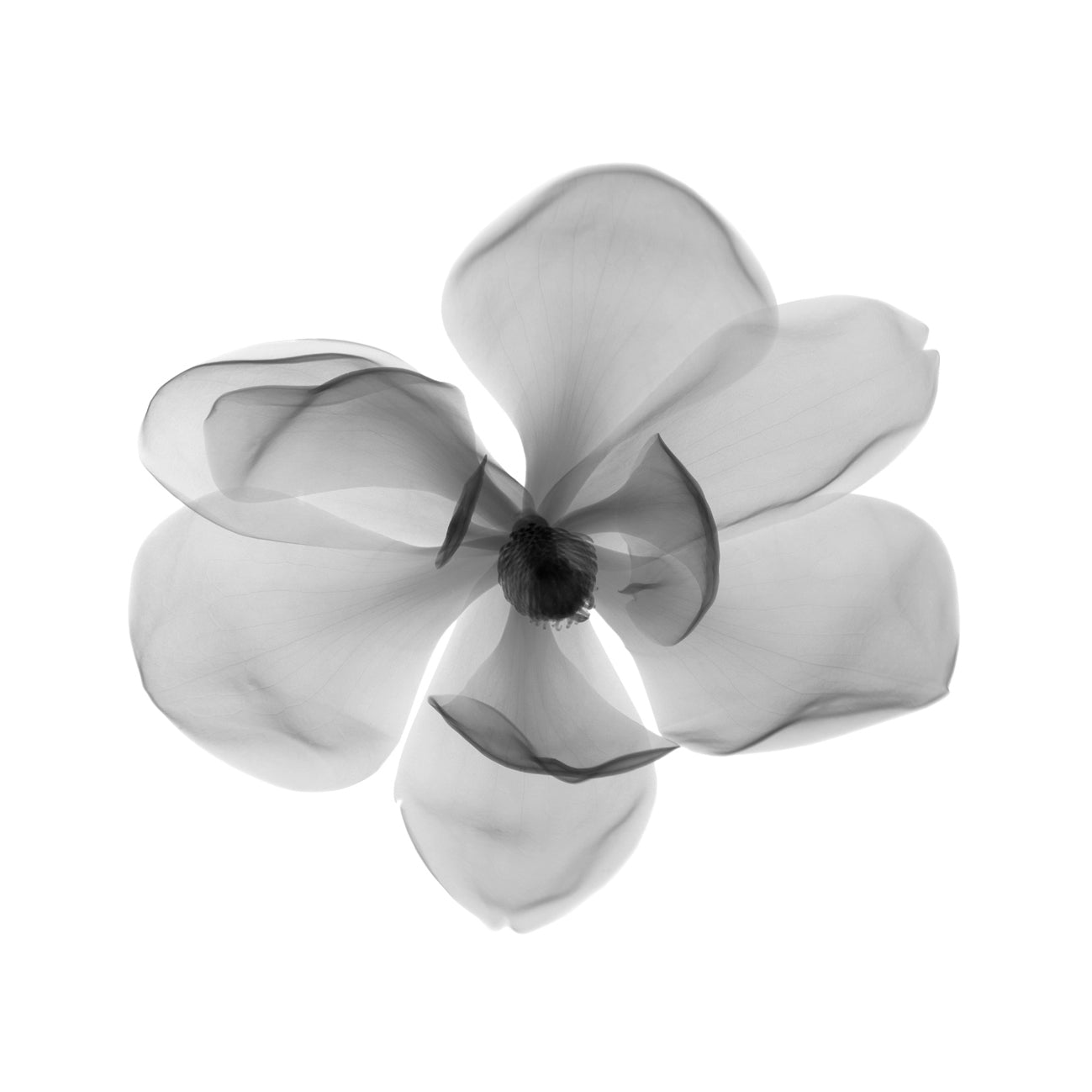 Magnolia-Photographic Print-Nick Veasey-Sorrel Sky Gallery