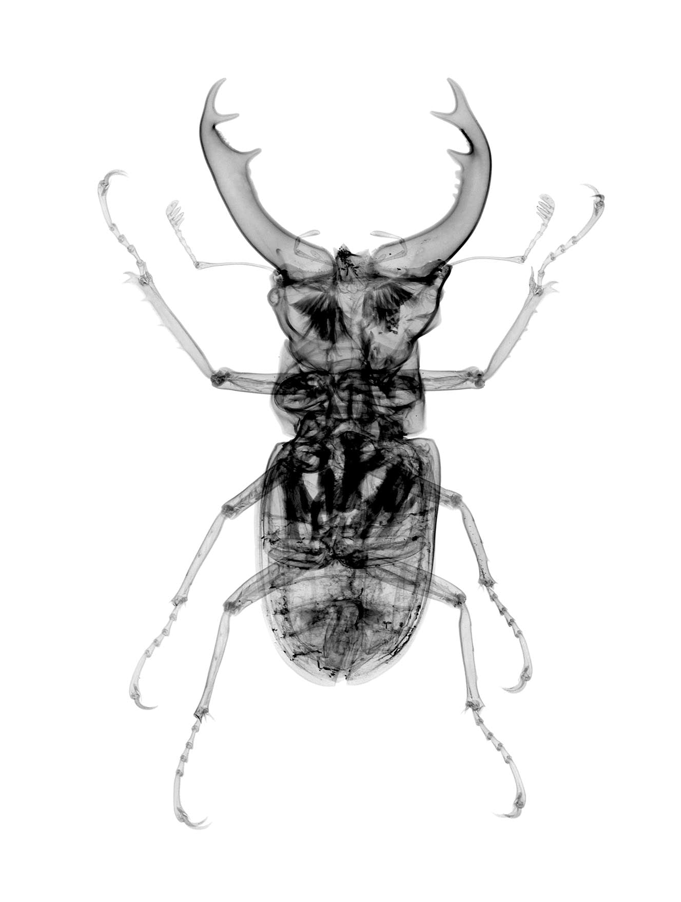 Male Stag Beetle v1492-Photographic Print-Nick Veasey-Sorrel Sky Gallery