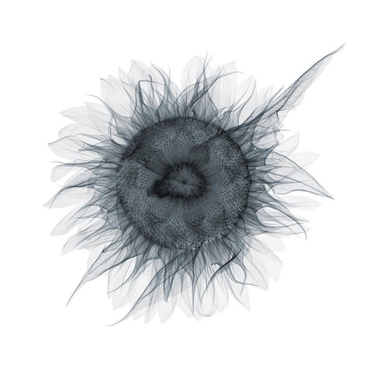Messy Sunflower-Photographic Print-Nick Veasey-Sorrel Sky Gallery
