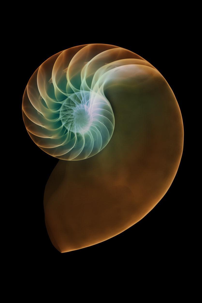 Nautilus Shell Coloured-Photographic Print-Nick Veasey-Sorrel Sky Gallery