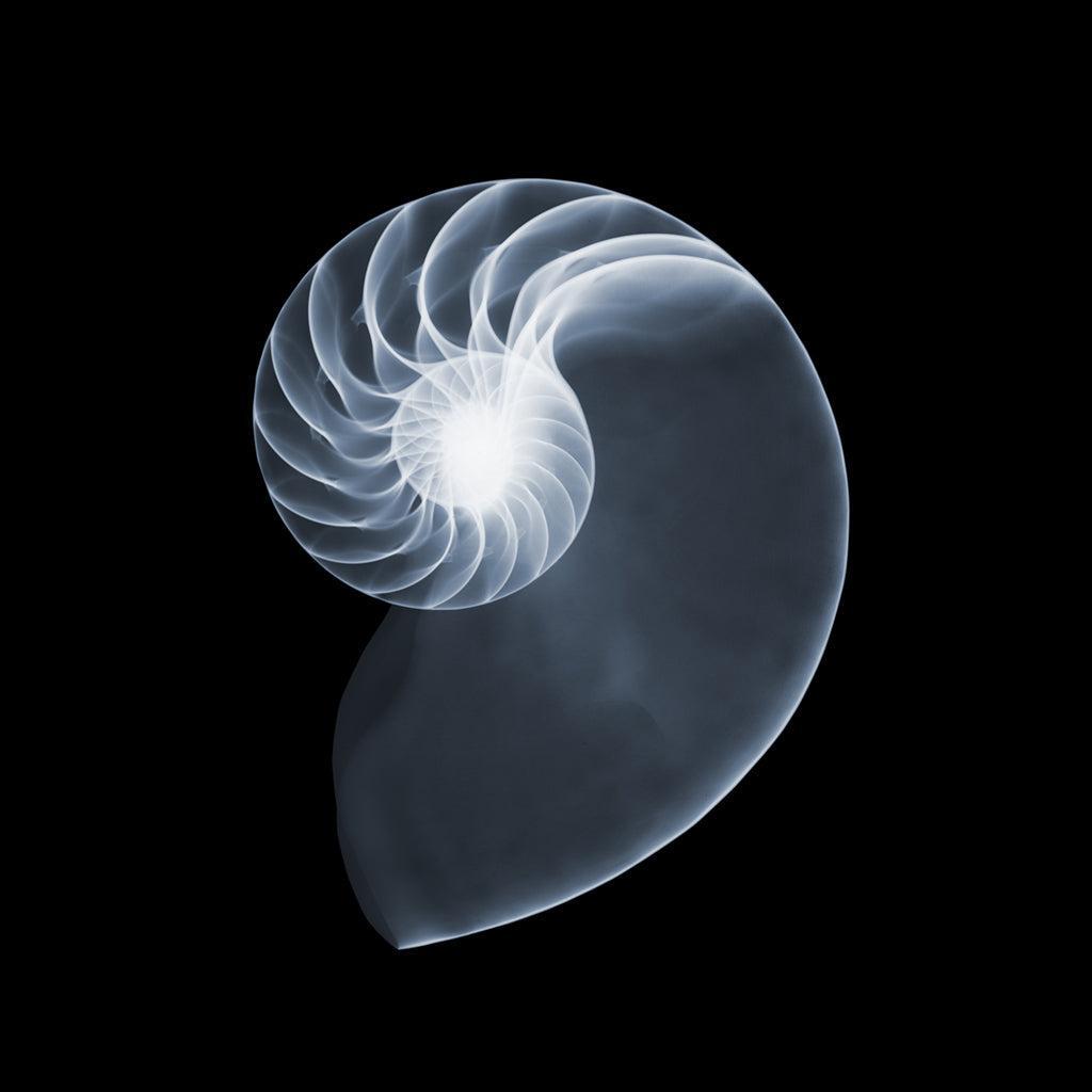 Nautilus-Photographic Print-Nick Veasey-Sorrel Sky Gallery