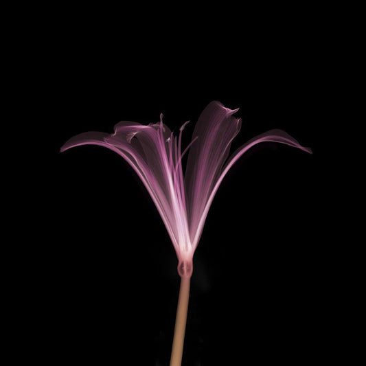 Nerine Side-Photographic Print-Nick Veasey-Sorrel Sky Gallery