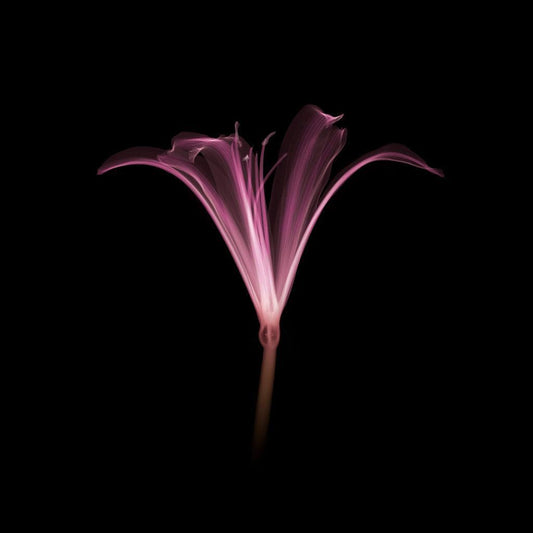 Nerine-Photographic Print-Nick Veasey-Sorrel Sky Gallery