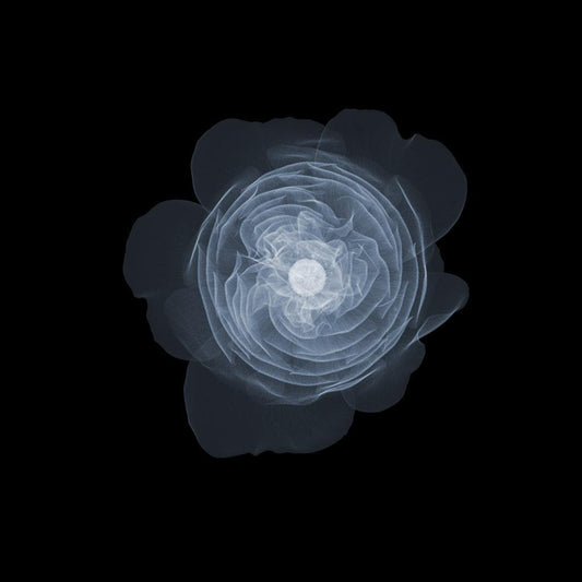 Old English Rose Front-Photographic Print-Nick Veasey-Sorrel Sky Gallery