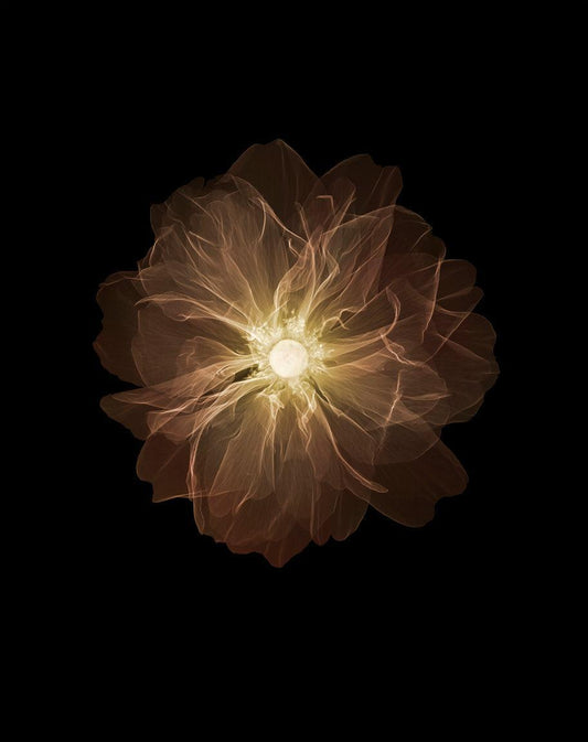 Old Harvel Rose-Photographic Print-Nick Veasey-Sorrel Sky Gallery