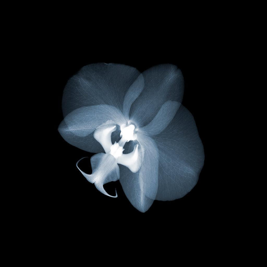 Orchid 1-Photographic Print-Nick Veasey-Sorrel Sky Gallery