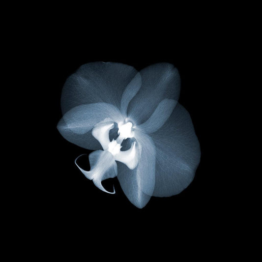Orchid 1-Photographic Print-Nick Veasey-Sorrel Sky Gallery
