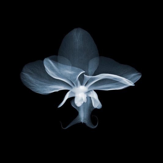 Orchid 2-Photographic Print-Nick Veasey-Sorrel Sky Gallery