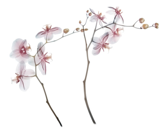Orchid x 2-Photographic Print-Nick Veasey-Sorrel Sky Gallery