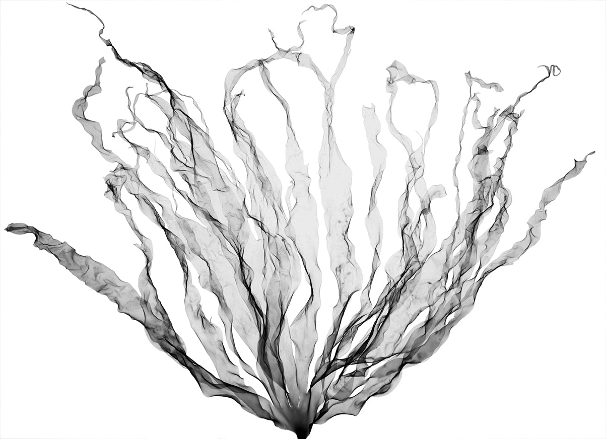 Palm Fan-Photographic Print-Nick Veasey-Sorrel Sky Gallery