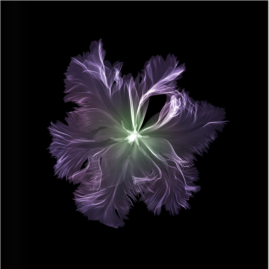 Parrot Tulip (above)-Photographic Print-Nick Veasey-Sorrel Sky Gallery