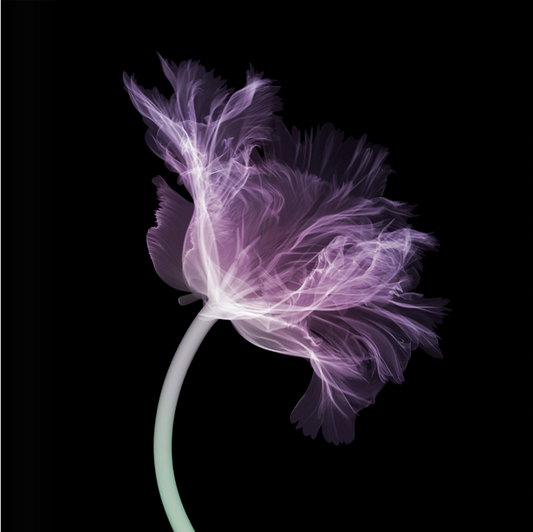 Parrot Tulip (side)-Photographic Print-Nick Veasey-Sorrel Sky Gallery