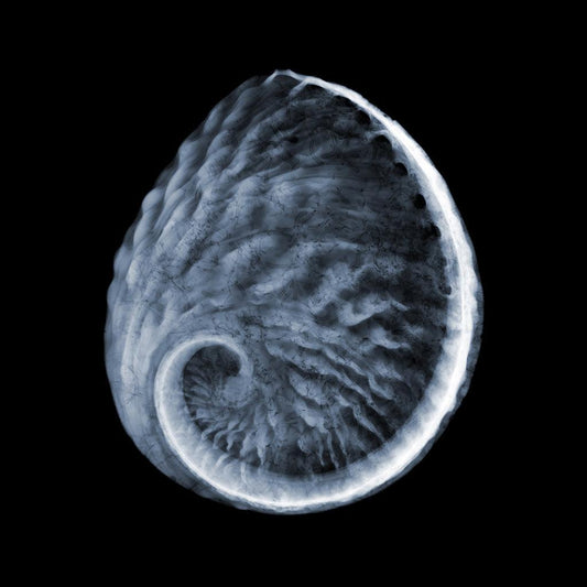 Pearl Shell-Photographic Print-Nick Veasey-Sorrel Sky Gallery
