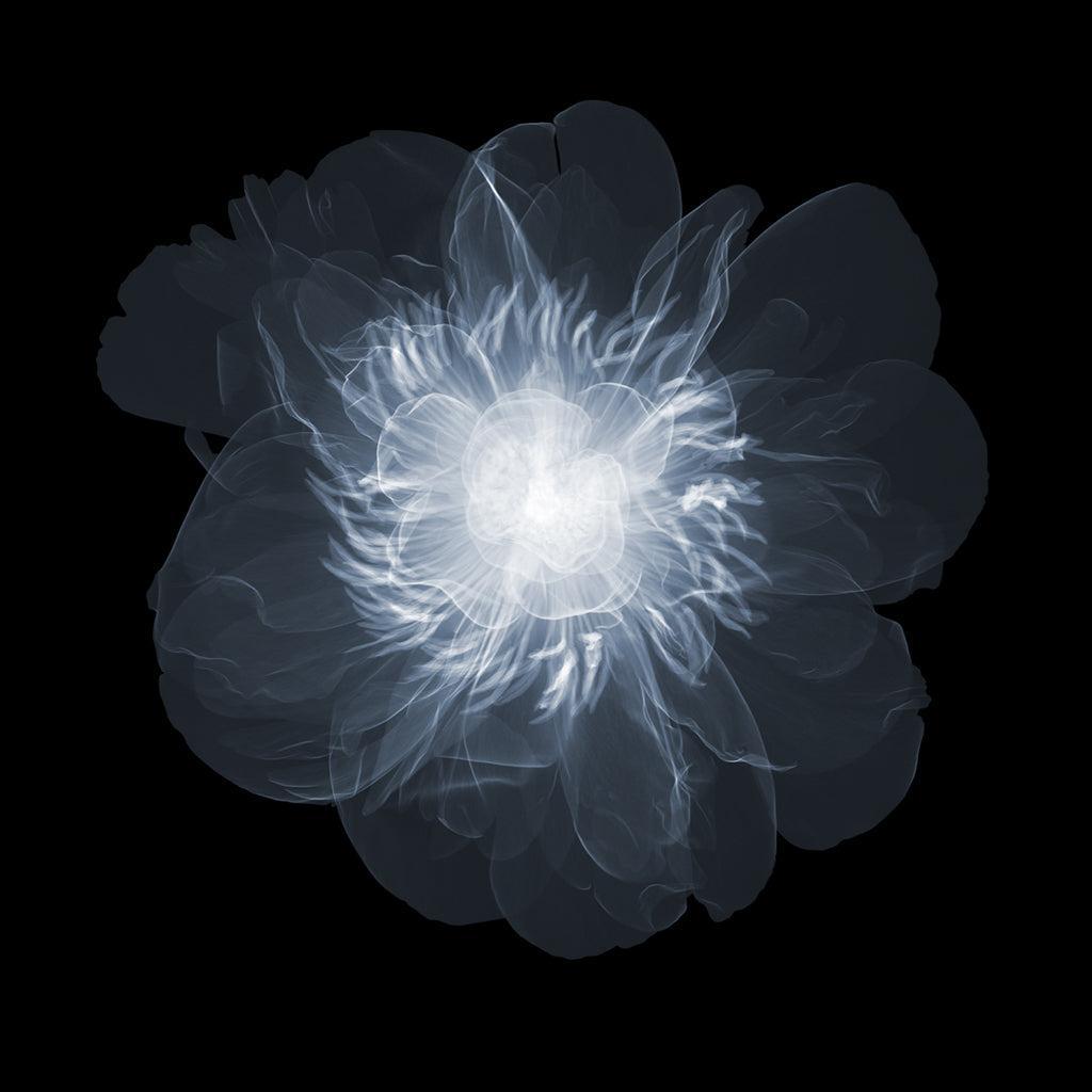 Peony Above Open 2 3mb-Photographic Print-Nick Veasey-Sorrel Sky Gallery