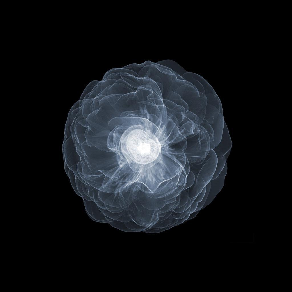 Peony Above Open Soft 3mb-Photographic Print-Nick Veasey-Sorrel Sky Gallery