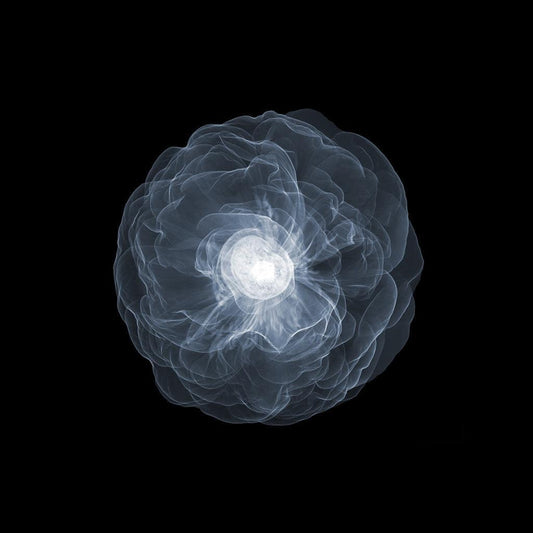 Peony Above Open Soft 3mb-Photographic Print-Nick Veasey-Sorrel Sky Gallery