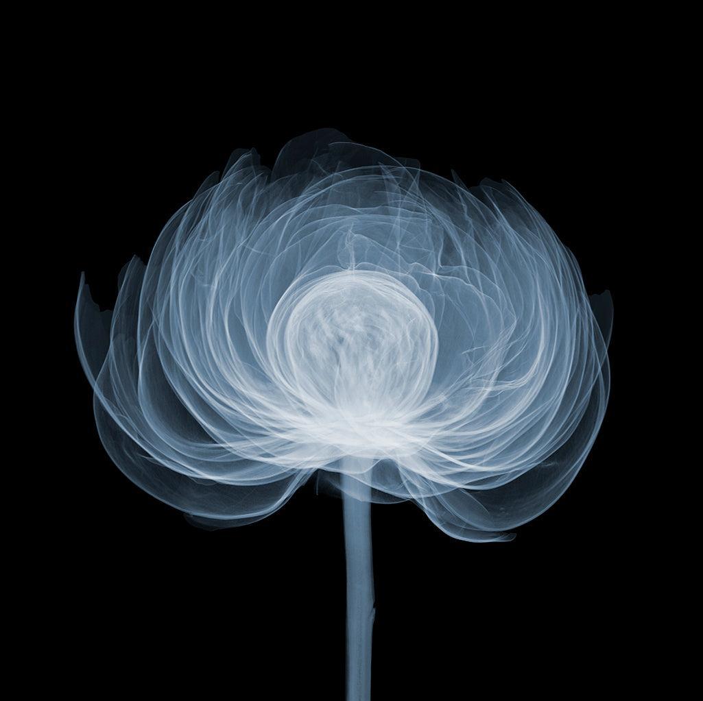 Peony Ball Side 3mb-Photographic Print-Nick Veasey-Sorrel Sky Gallery