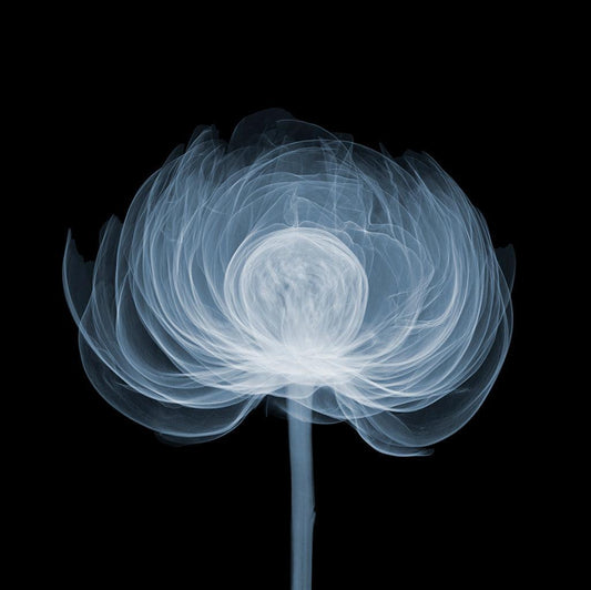 Peony Ball Side 3mb-Photographic Print-Nick Veasey-Sorrel Sky Gallery