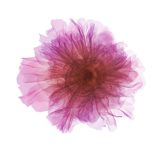 Peony Color-Photographic Print-Nick Veasey-Sorrel Sky Gallery