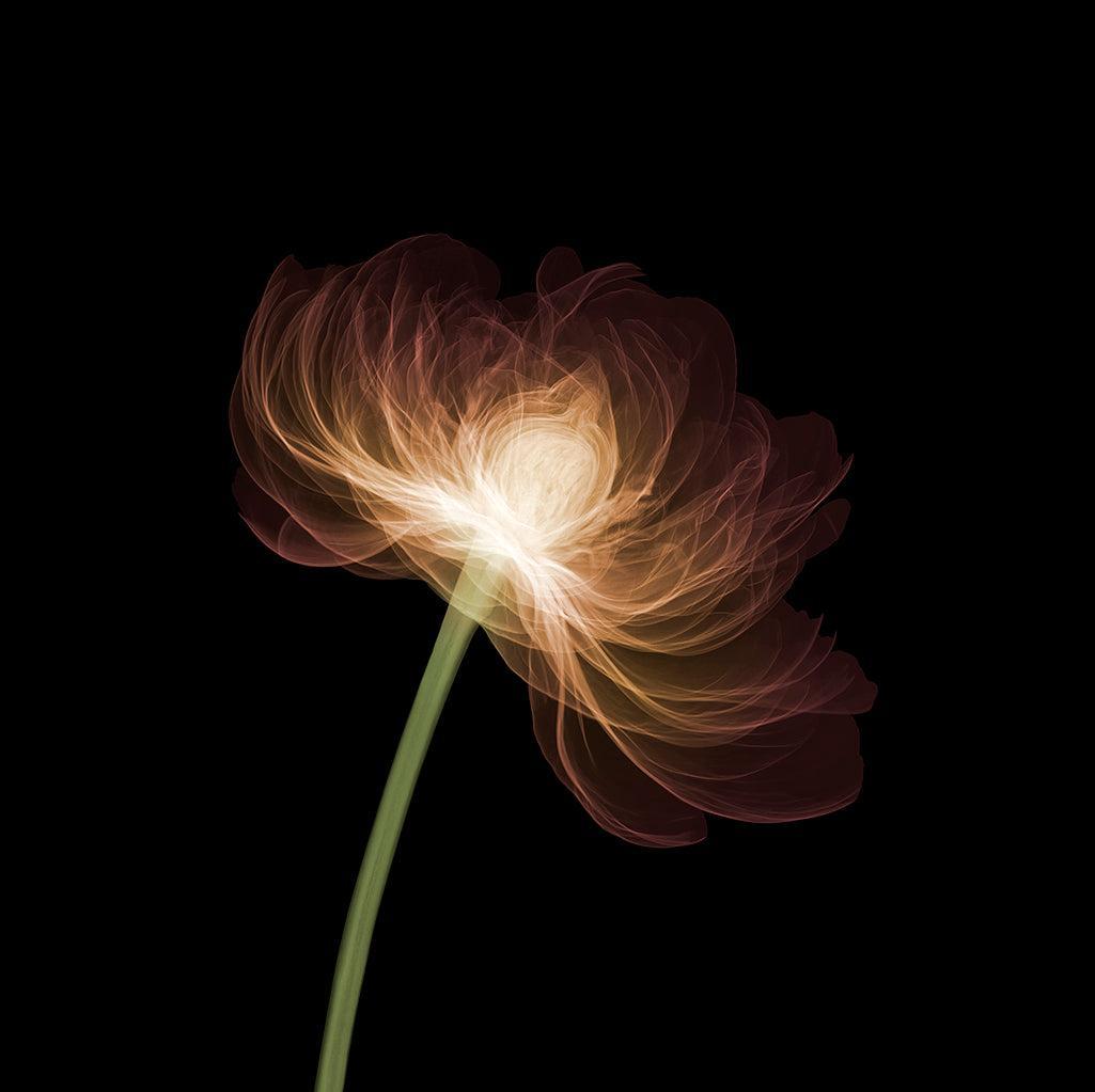 Peony Side Open 3mb-Photographic Print-Nick Veasey-Sorrel Sky Gallery