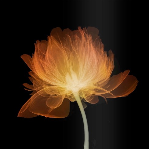 Peony Side (coloured)-Photographic Print-Nick Veasey-Sorrel Sky Gallery