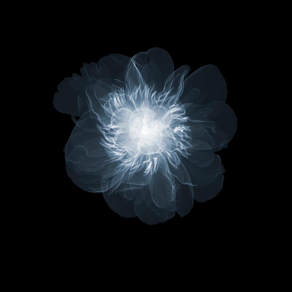 Peony above-Photographic Print-Nick Veasey-Sorrel Sky Gallery