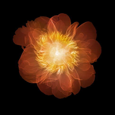Peony (coloured)-Photographic Print-Nick Veasey-Sorrel Sky Gallery