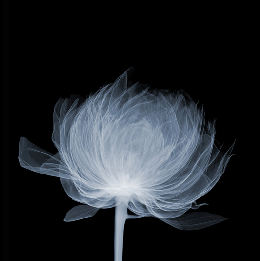 Peony-Photographic Print-Nick Veasey-Sorrel Sky Gallery