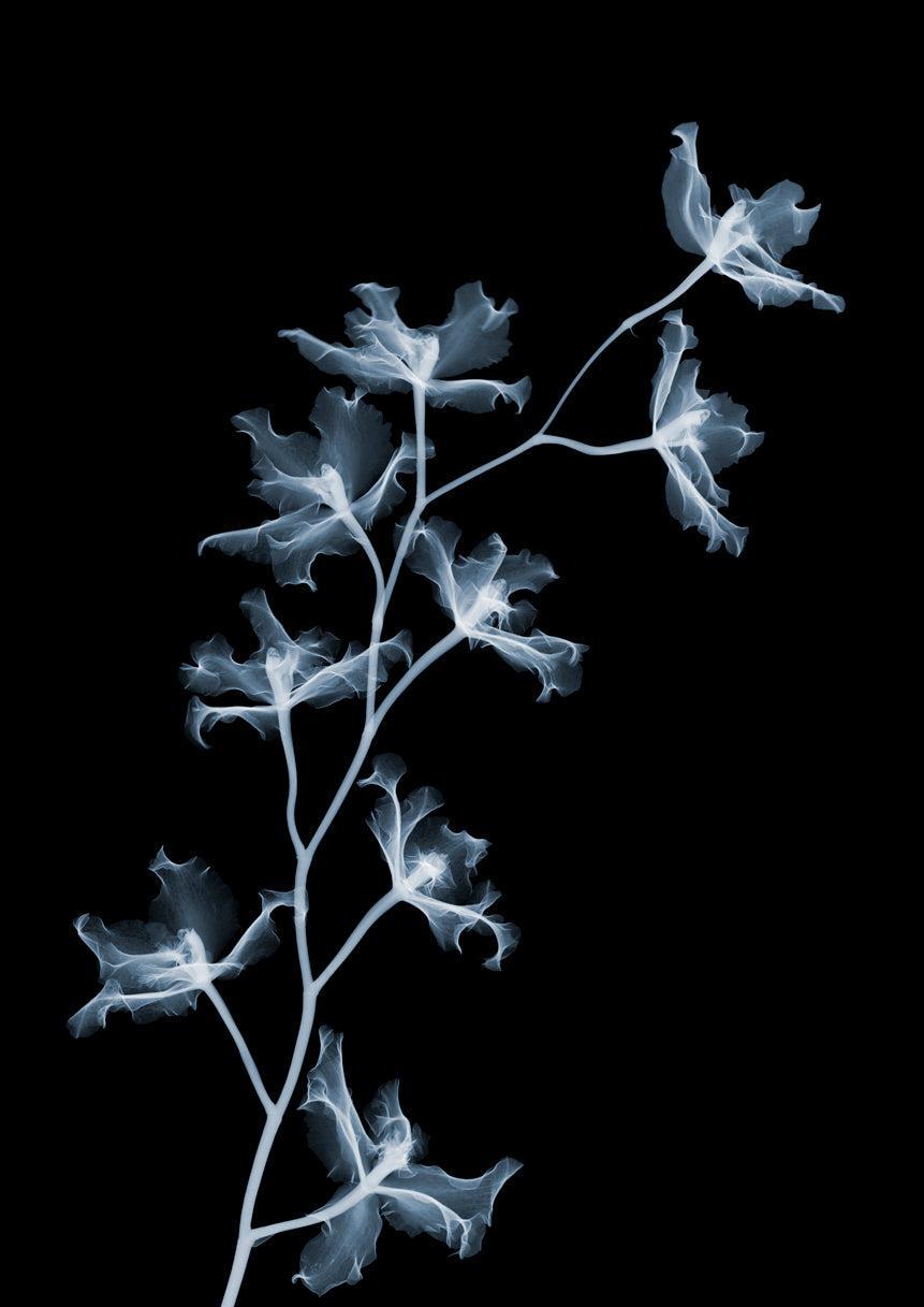 Phalenopsis-Photographic Print-Nick Veasey-Sorrel Sky Gallery